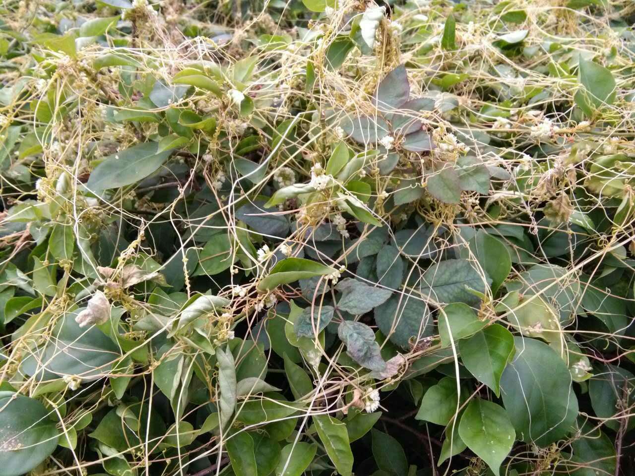 菟丝子防除1