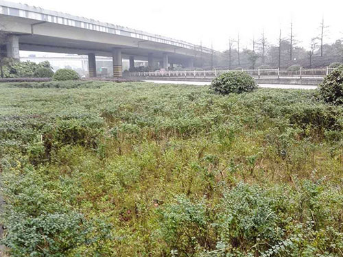 红旗立交除丝毛草5