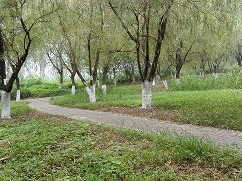 湘江风光带树杆刷白3