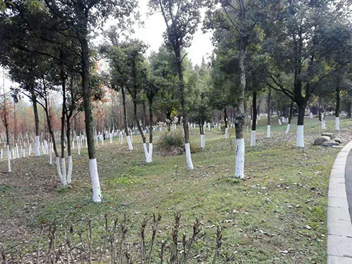 湘江风光带树杆刷白5