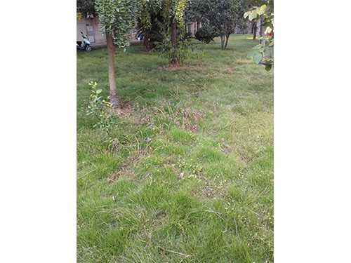 流芳园草坪除杂  (5)