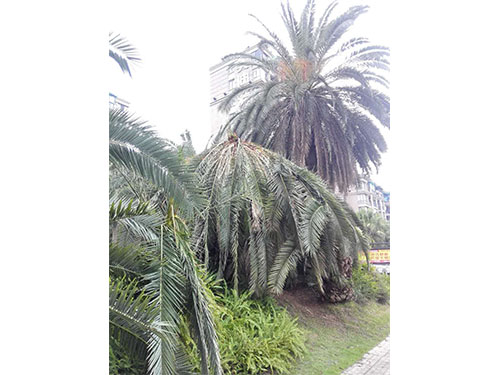 海枣树防治（1）