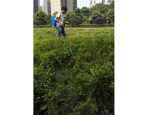 红旗立交除丝毛草 (9）