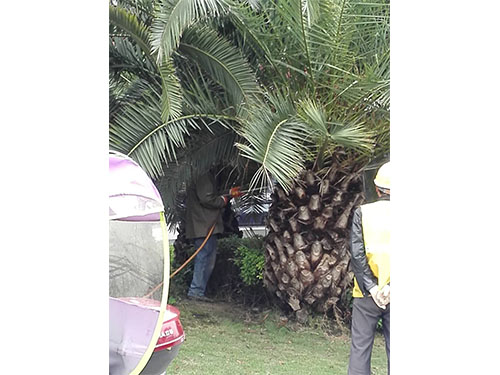 海枣树防治（6）