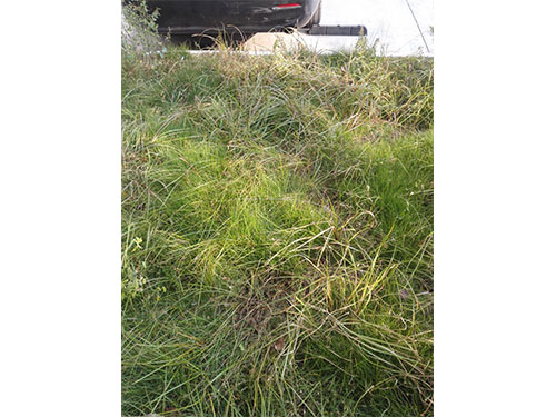 流芳园草坪除杂  (1)