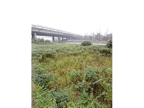 红旗立交除丝毛草 (1)