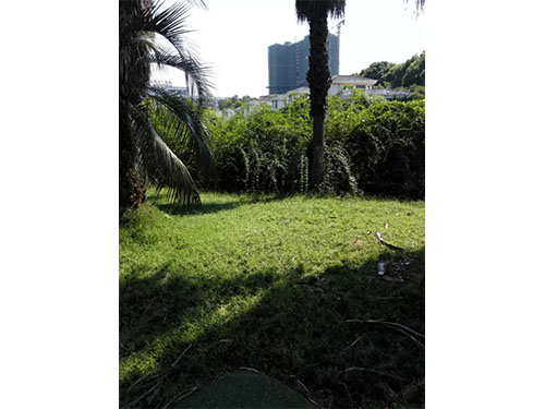 盘龙山庄玉龙草除杂 (1)