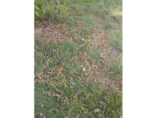 流芳园草坪除杂  (3)