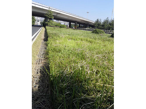 红旗立交除丝毛草 (2)