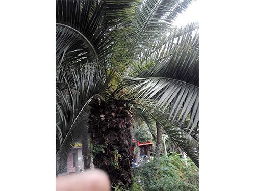 海枣树防治（4）