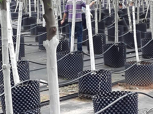 株洲市苗莆天牛治理 (5)