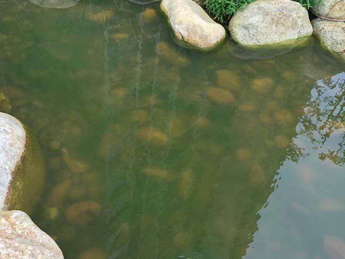 水中藻类防除2