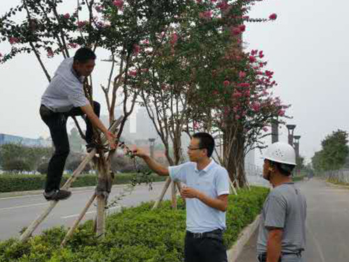 紫薇蚧壳虫治理2