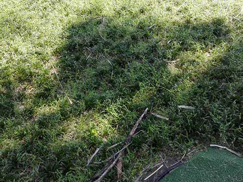 盘龙山庄玉龙草除杂1