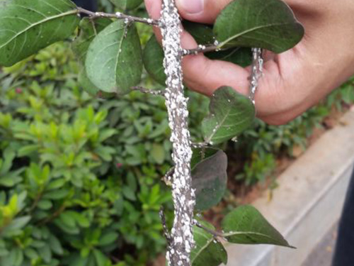 紫薇蚧壳虫治理3
