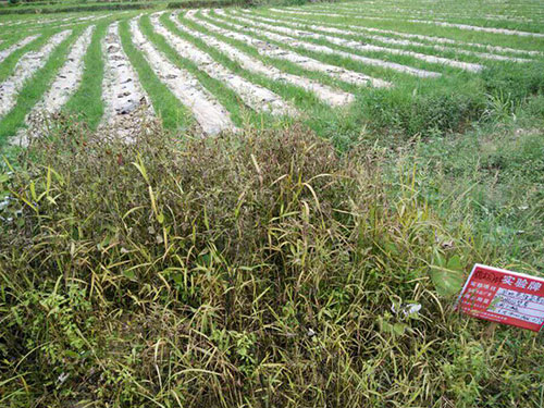 恶性杂草防除7