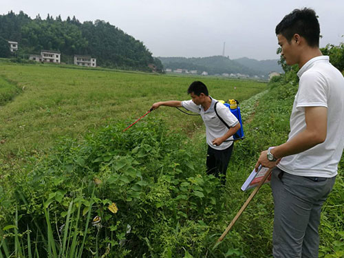 恶性杂草防除2