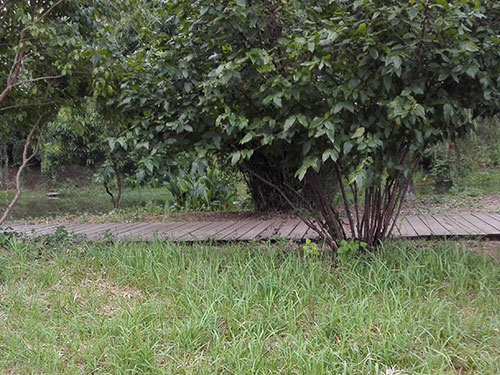 石子湖除丝毛草2