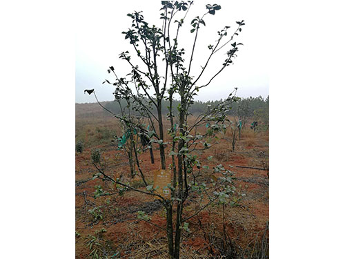 万樟茶花救治  (8)