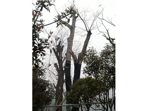 合花园林重阳林救治 (4)