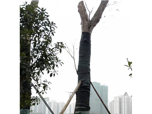 合花园林重阳林救治 (5)