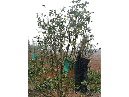 万樟茶花救治  (9)