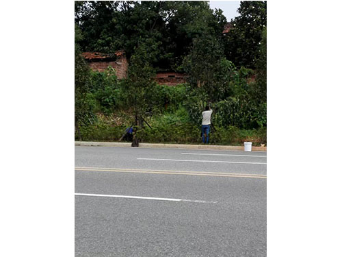 万樟茶花救治  (15)