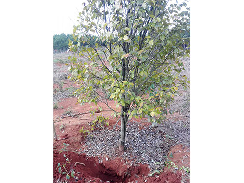 万樟茶花救治  (5)