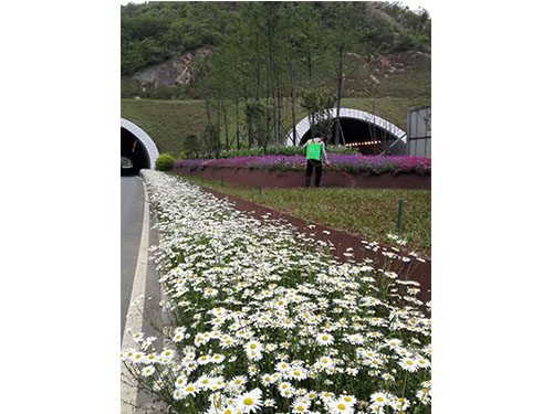 虎形山草花救治  (9)