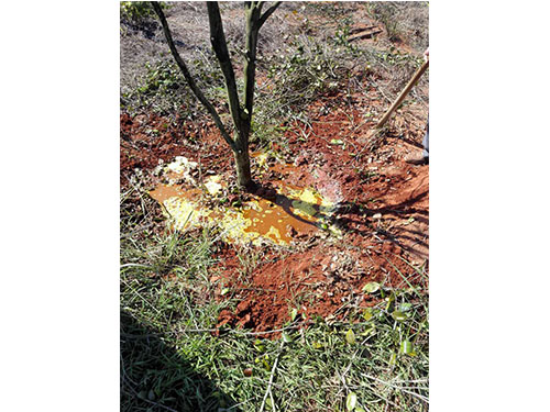 万樟茶花救治  (6)