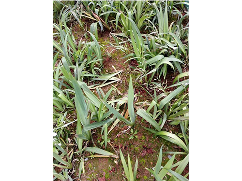 虎形山草花救治  (5)