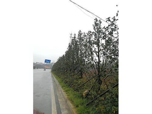 万樟茶花救治  (12)