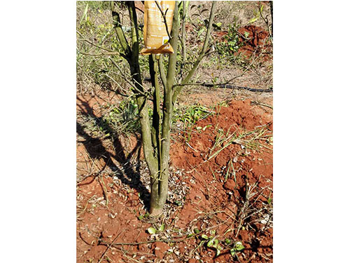 万樟茶花救治  (2)