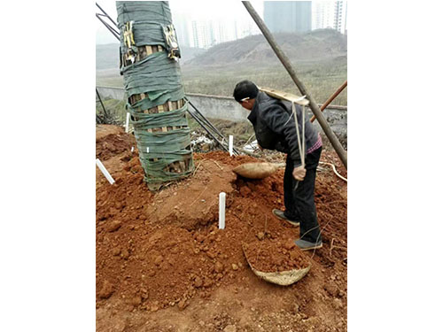 合花园林重阳林救治 (3)