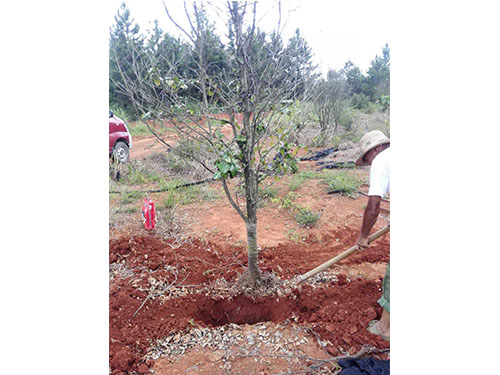 万樟茶花救治  (7)