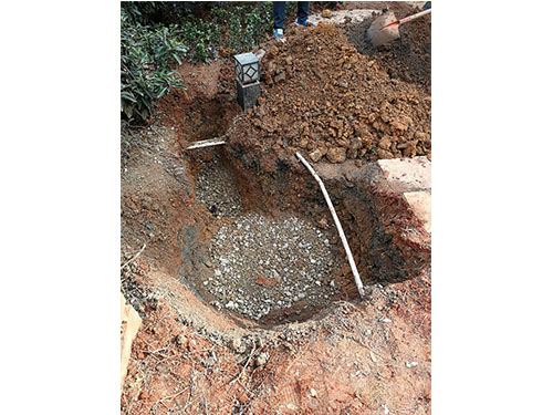 金丝楠木救治（2）