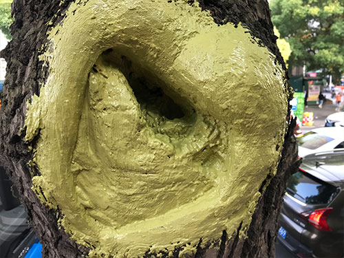 5.9树洞清理涂刷