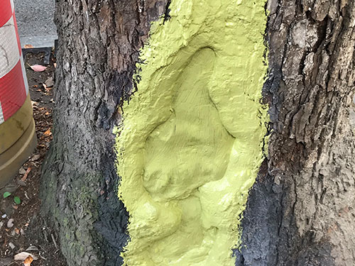 5.9树洞清理涂刷