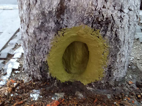 5.9树洞清理涂刷