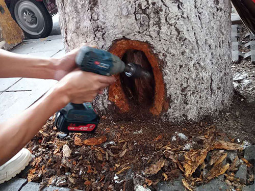 5.9树洞清理涂刷