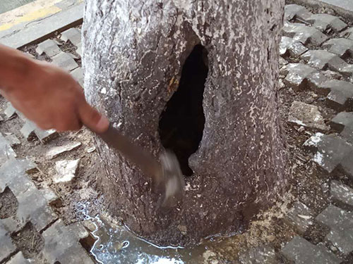 5.9树洞清理涂刷