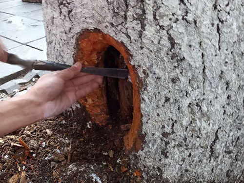 5.9树洞清理涂刷