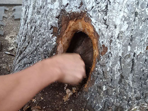 5.9树洞清理涂刷