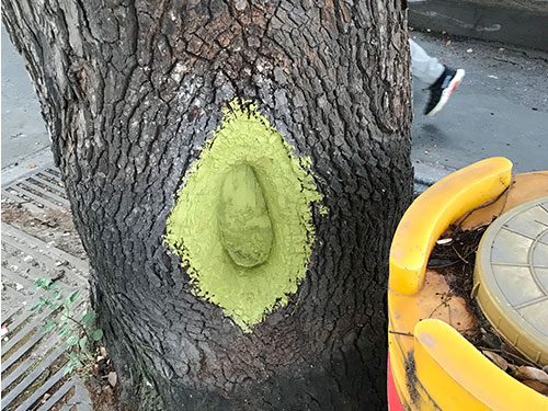 5.9树洞清理涂刷