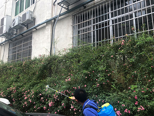 5.22市园林局蔷薇病害喷雾