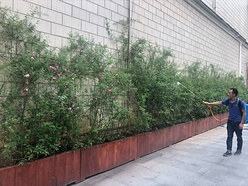 5.22市园林局蔷薇病害喷雾