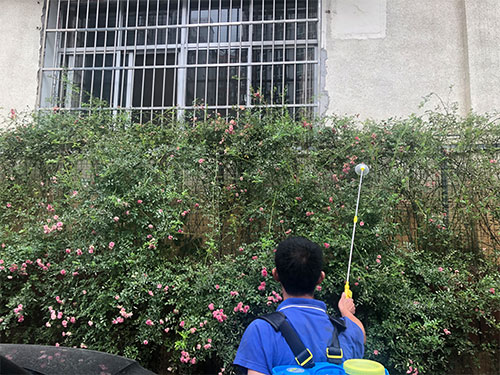 5.22市园林局蔷薇病害喷雾