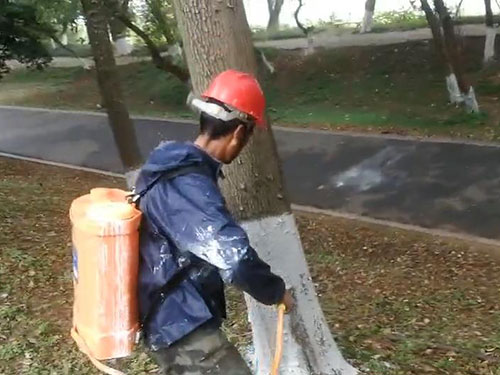 风光带树干刷白