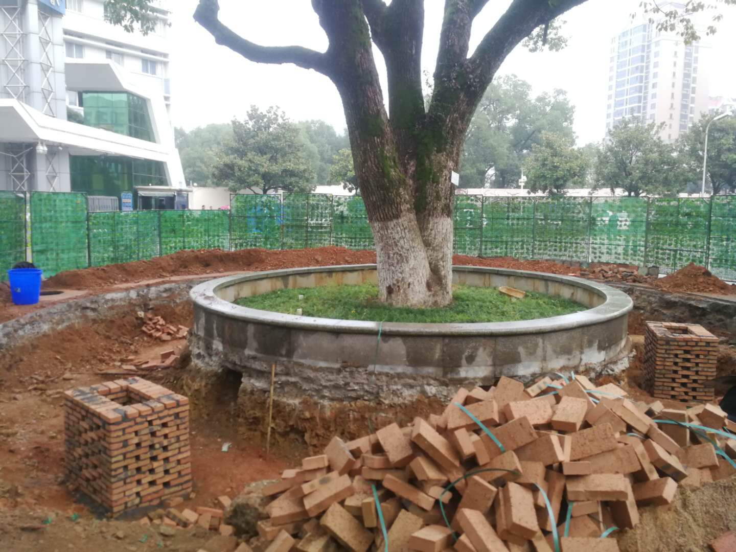 南方公司前坪香樟