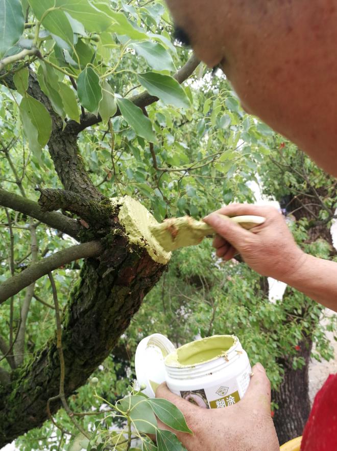 南方中学古樟树